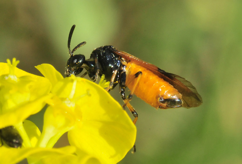 Argidae: confermata femmina di Arge cyanocrocea